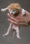 猫咪