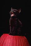 猫咪