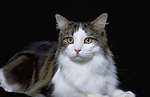 猫咪