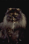 猫咪