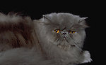 猫咪