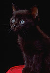 猫咪