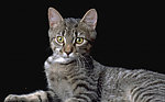 猫咪