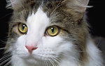猫咪