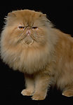 猫咪
