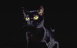 猫咪