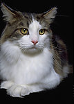 猫咪