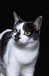 猫咪