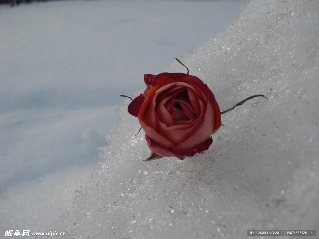 雪中的花