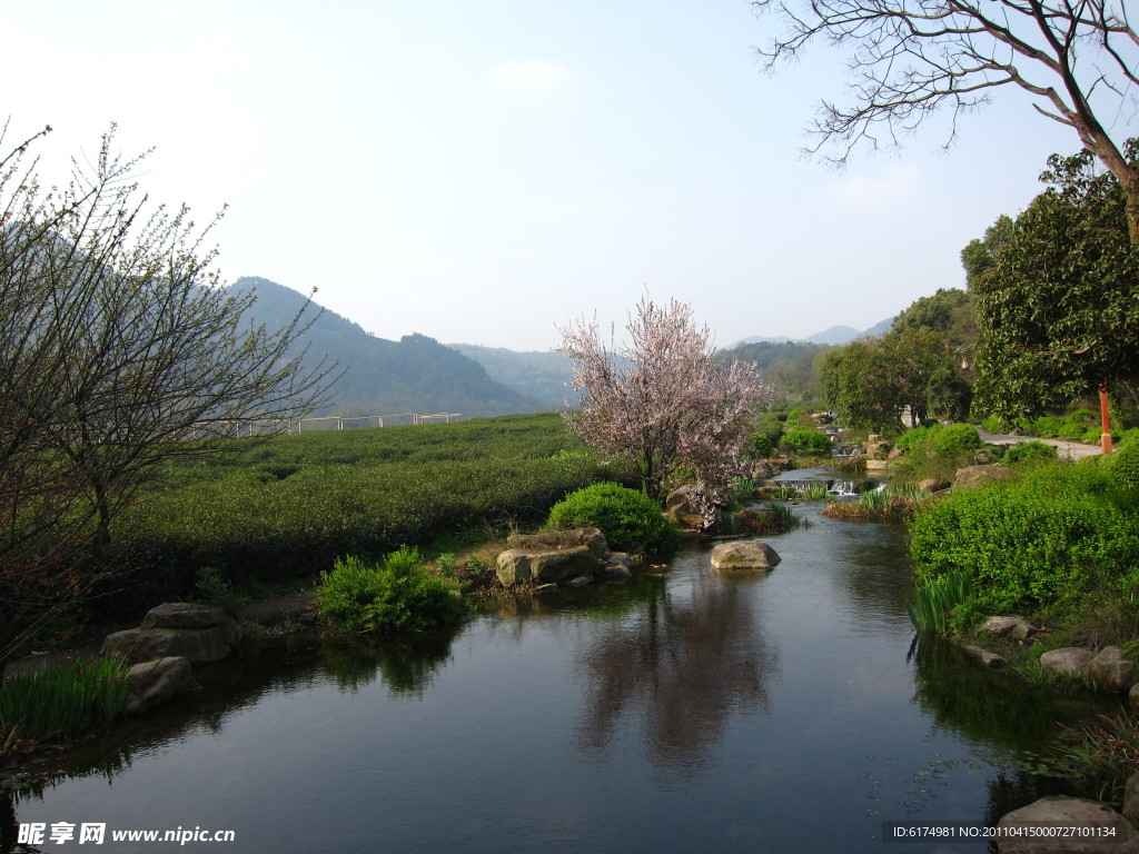 龙井茶园