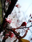 争春的桃花