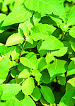 绿色中草药