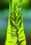 中药草药精华液