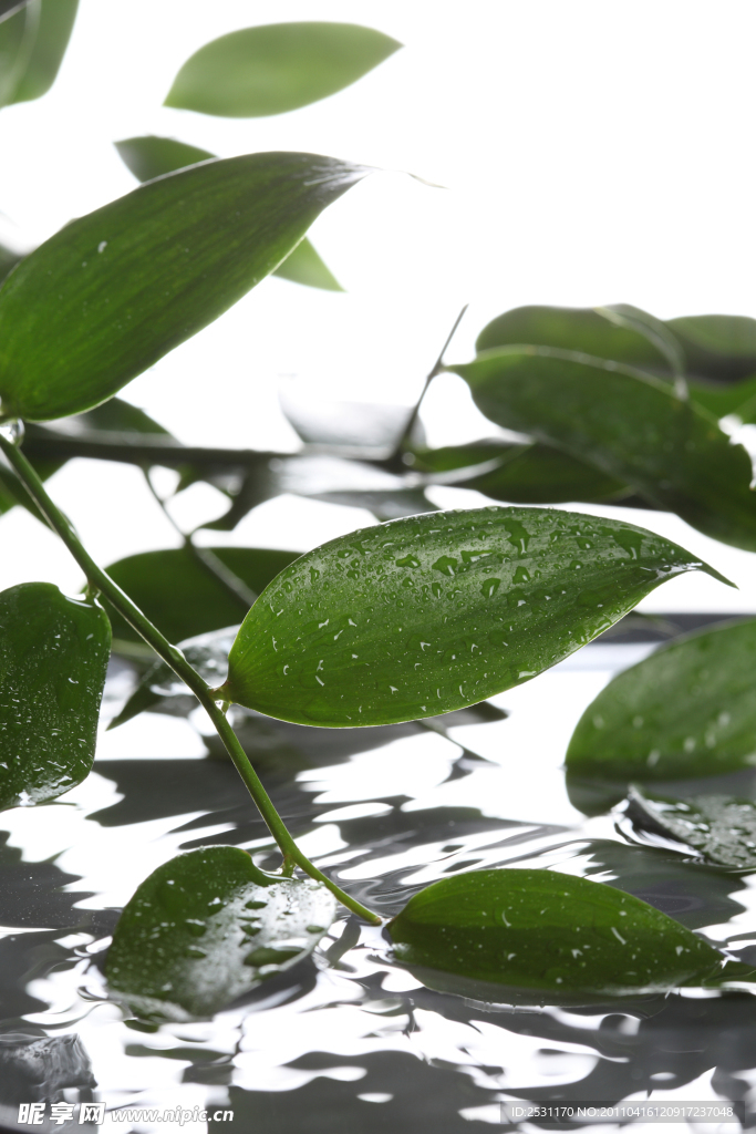树叶 水波 湖水