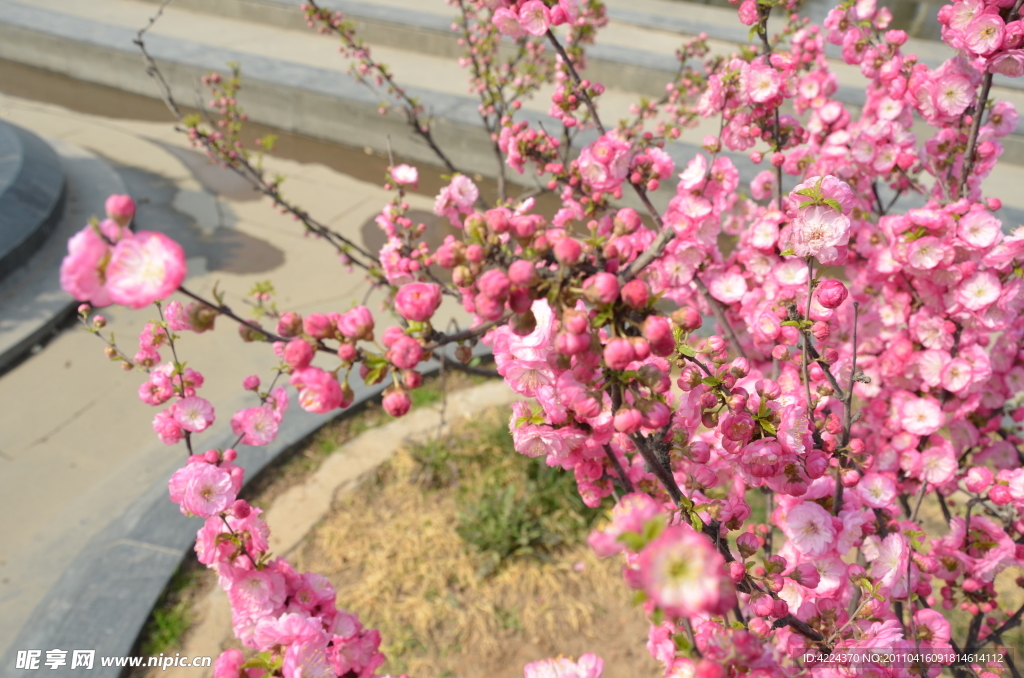 梅花盛开