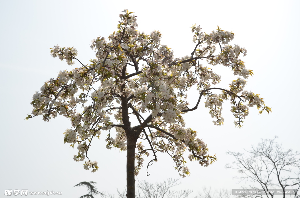 樱花树花开