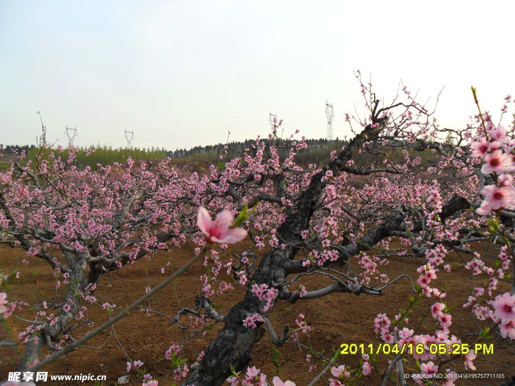 桃花3