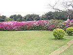 花海