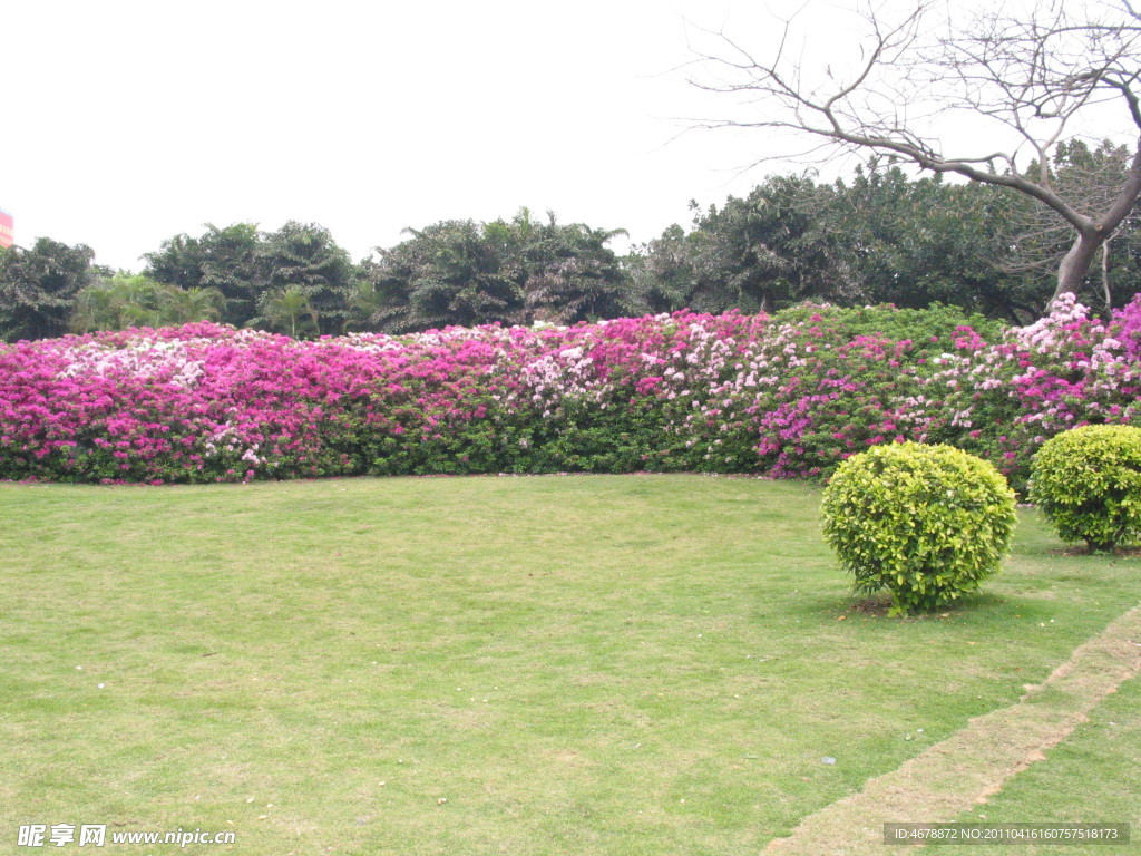 花海