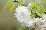 春雨过后