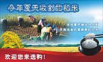 丰收稻谷