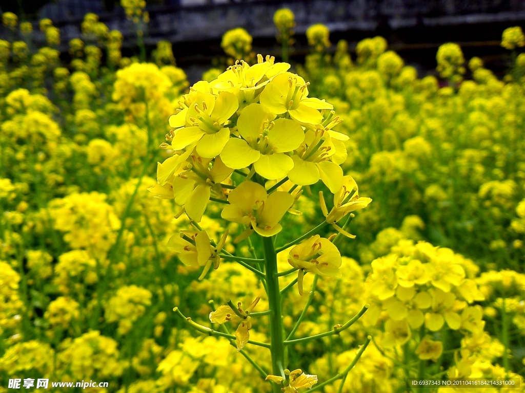 油菜花儿