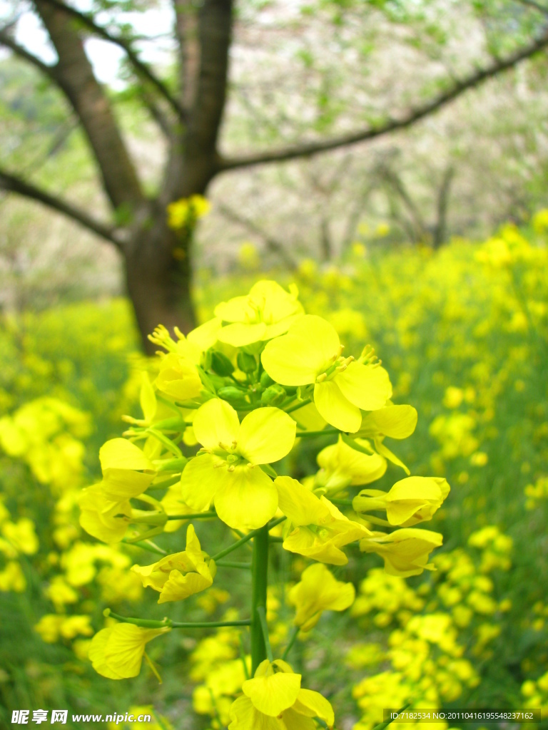 菜花