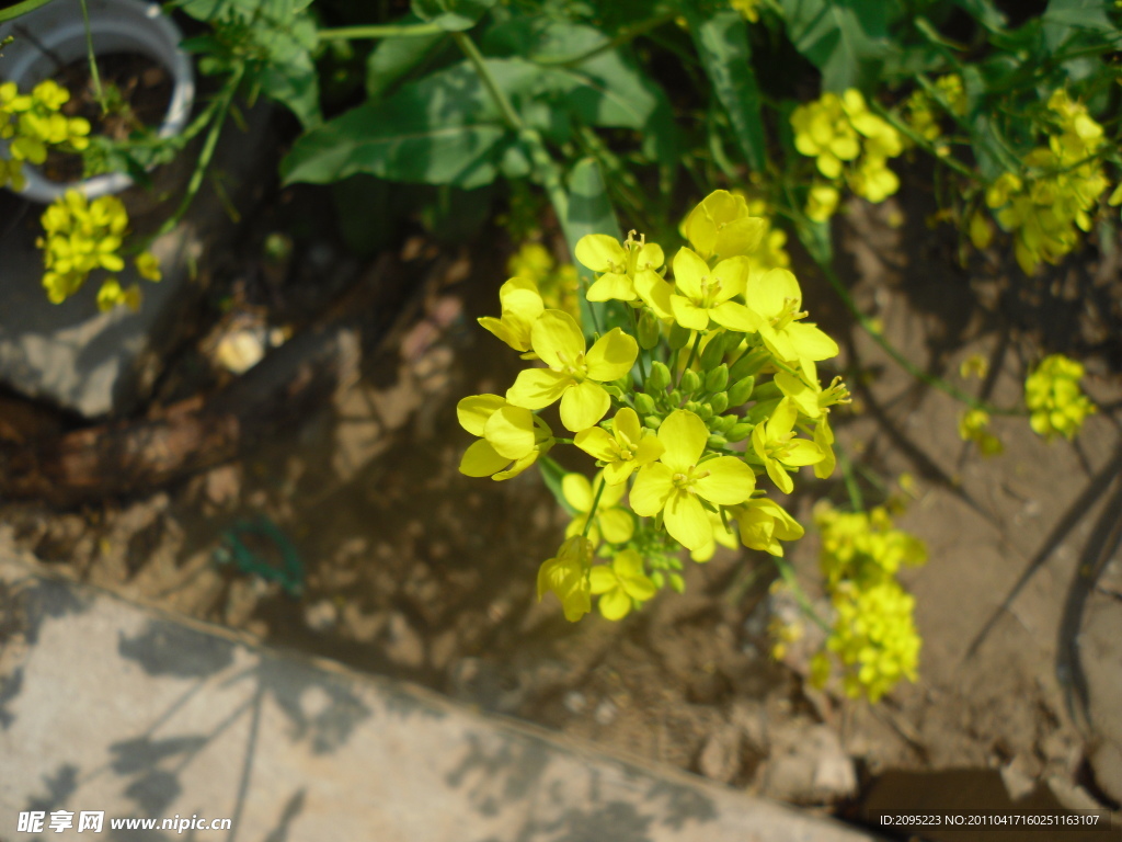 油菜花