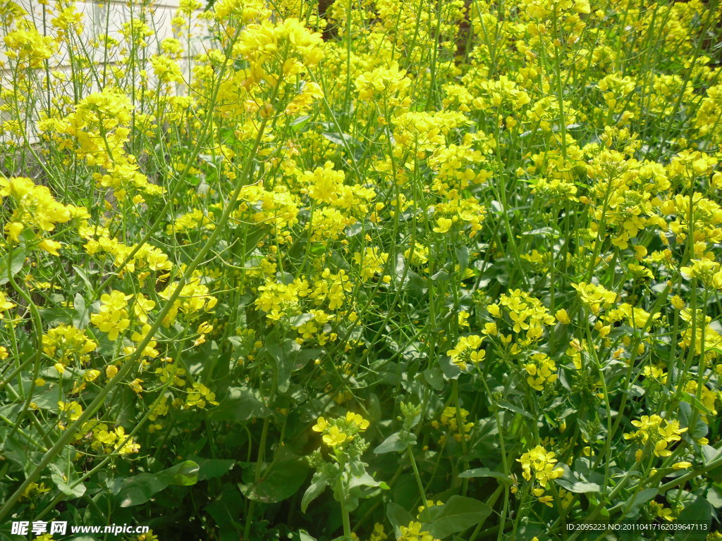 油菜花