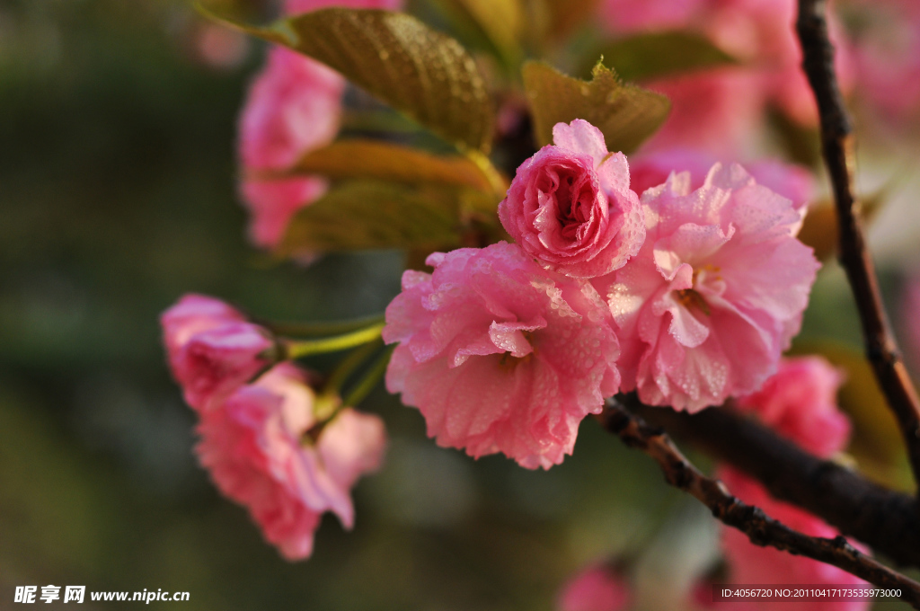 樱花