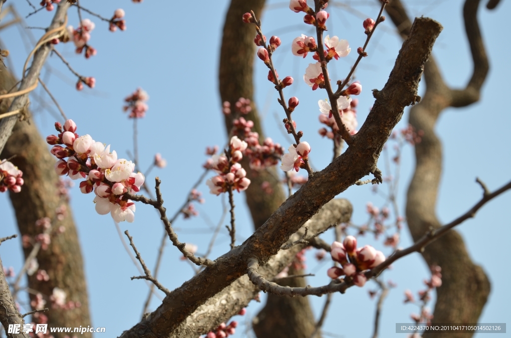 梅花