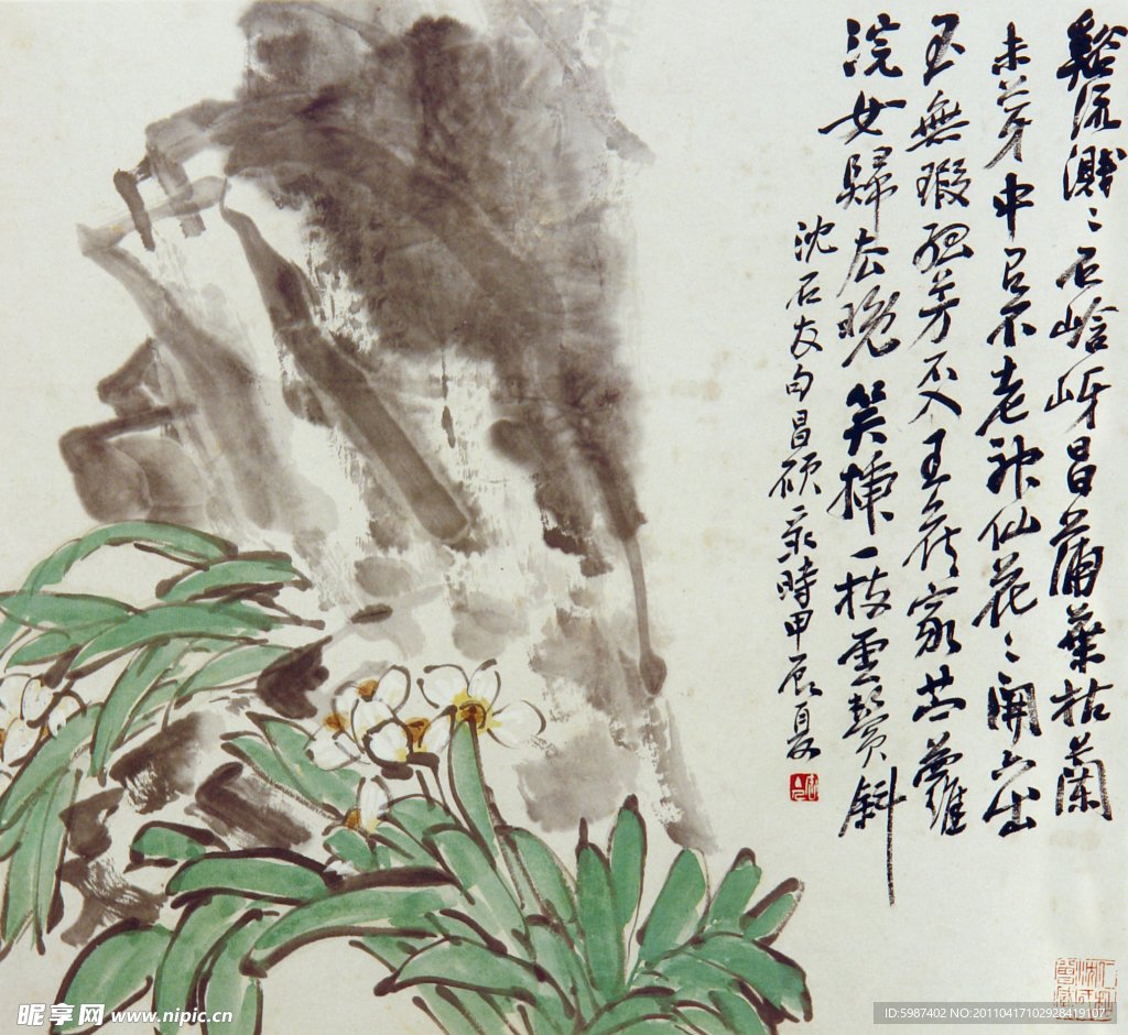 溪石水仙