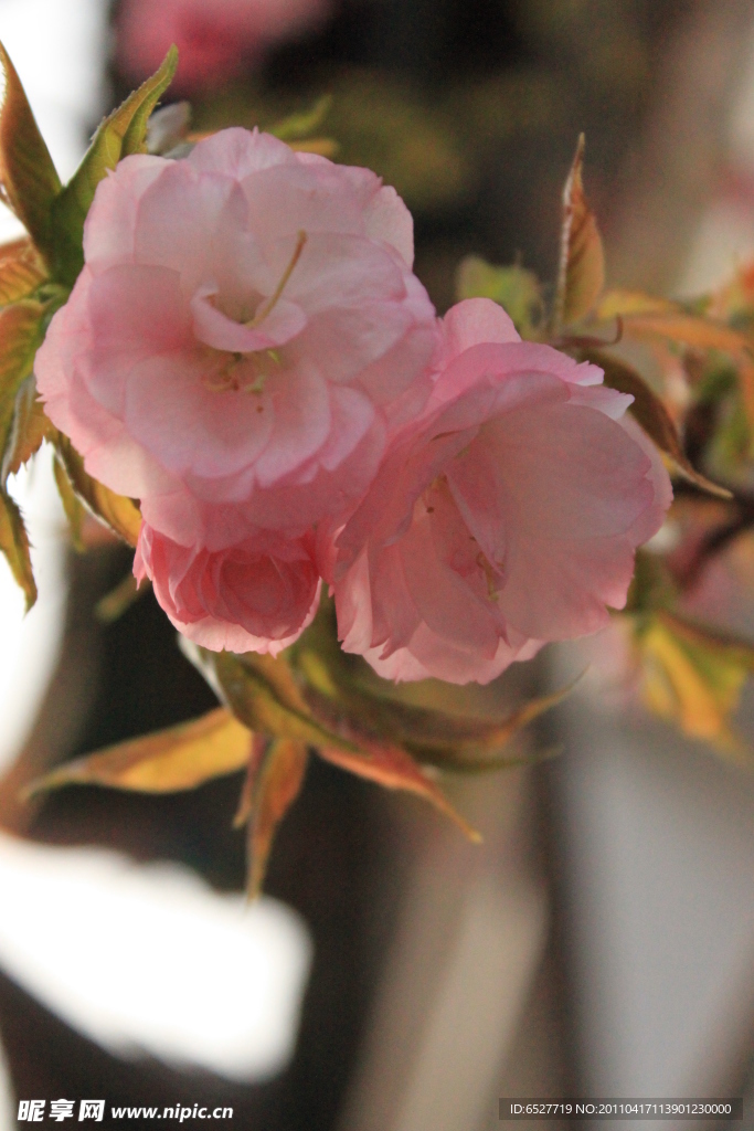 樱花