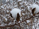 雪棉花