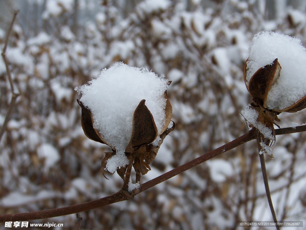 雪棉花