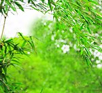 绿色竹叶背景