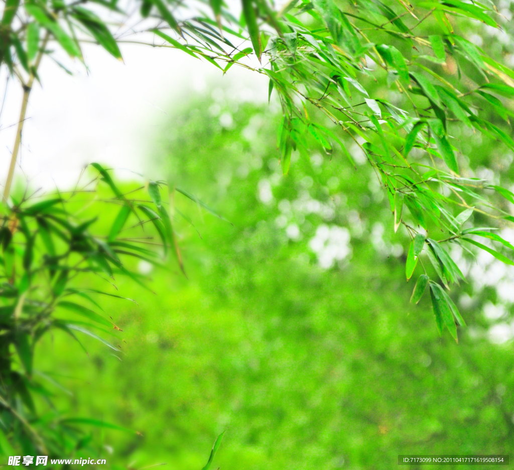 绿色竹叶背景