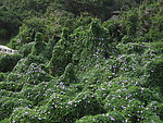蜈支洲岛野牵牛花