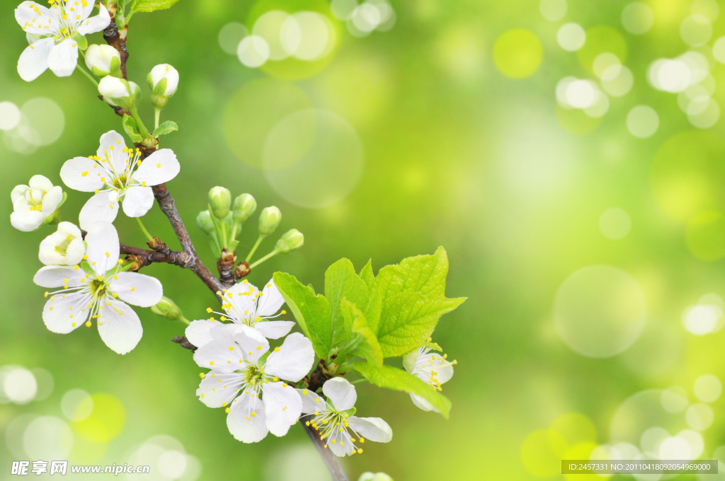 清新绿叶鲜花