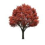 园林树木红叶透明png