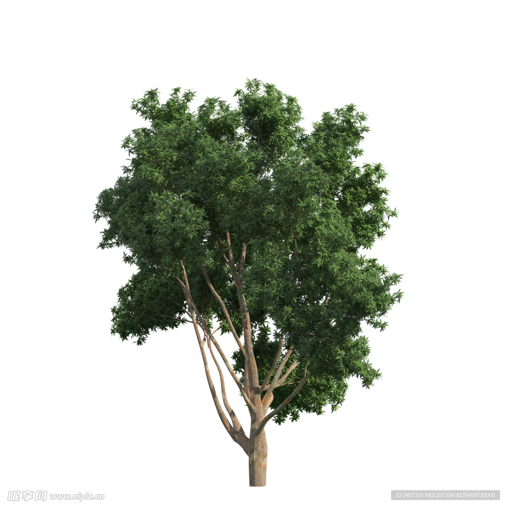 园林树木绿树透明png