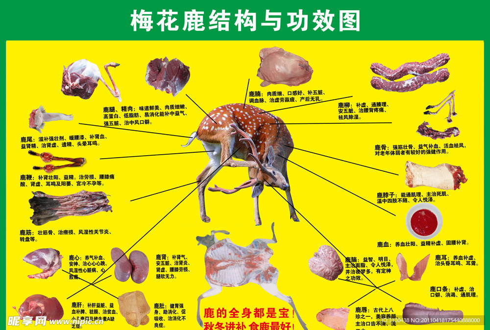 梅花鹿结构与功效图