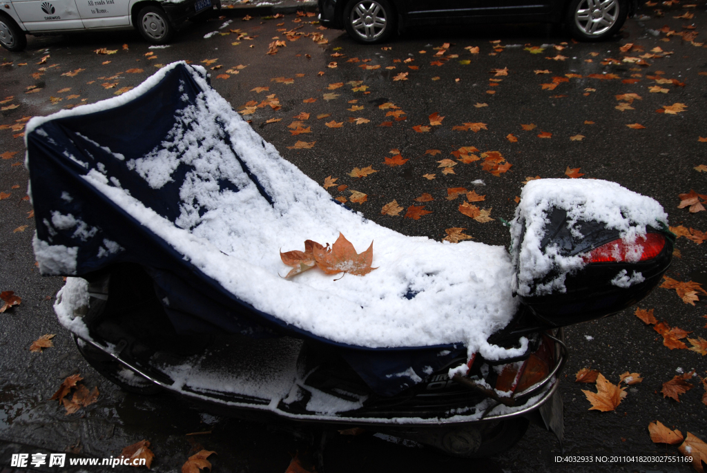 下雪 冬季 落叶