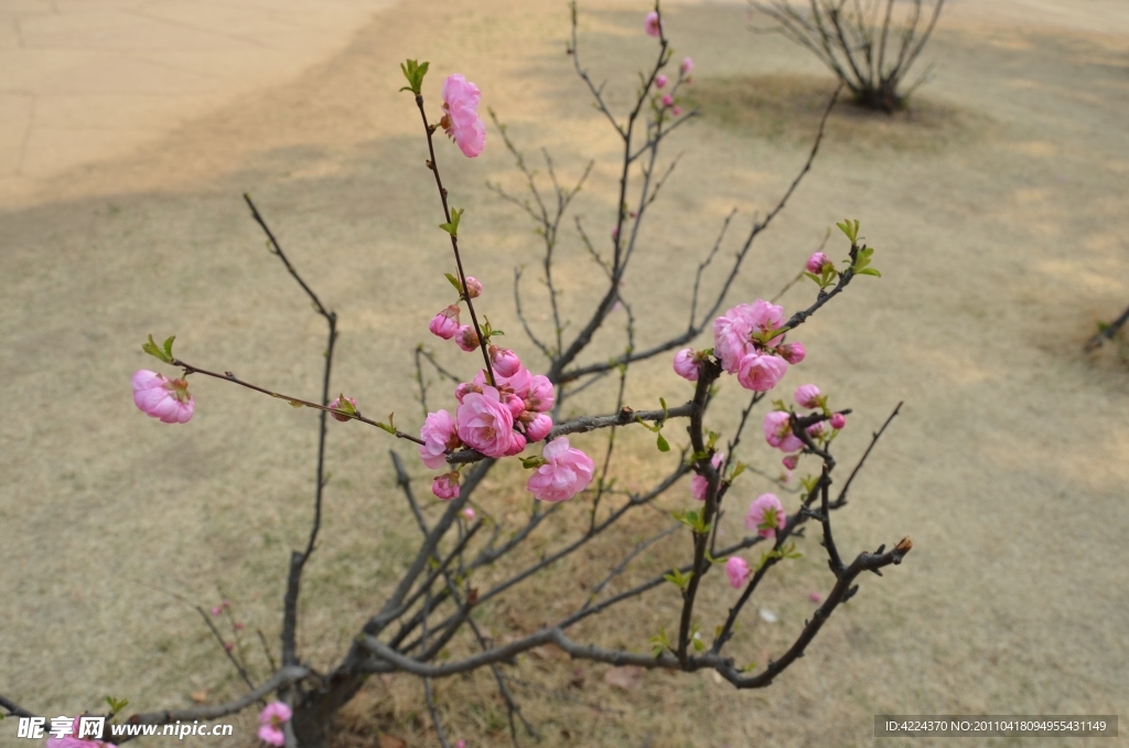 梅花