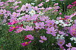 波斯菊
