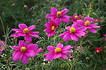 波斯菊