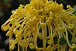 金丝菊
