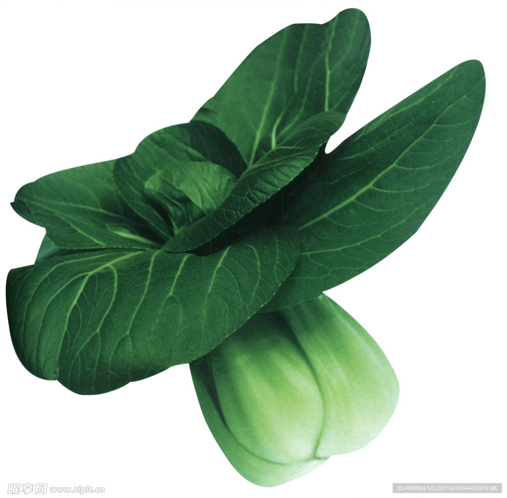 单棵油菜