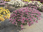 魅力菊花