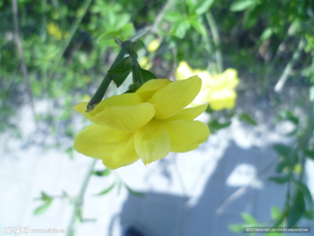 迎春花
